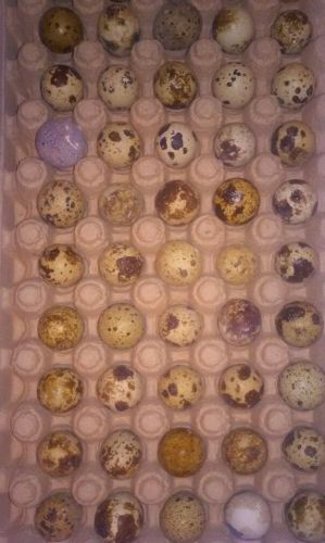 12 hatching quail eggs from the most spoiled and pampered hens. FREE fast ship.