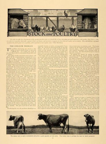 1906 article dairy cows steers chickens guinea fowl - original cl5 for sale
