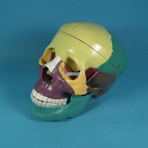 Human Skull Anatomical Anatomy Skeleton Medical Model &amp; Colored Bones LifeSize
