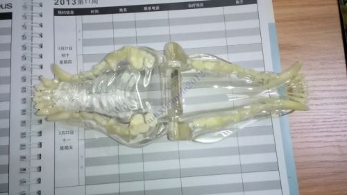 HS canine jaw teeth anatomical model clear veterinary anatomy dog display study