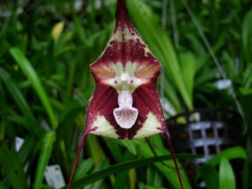 Fresh Premium Dracula &#034;nosferatu&#034; (Monkey Faced Orchid)-(10+ Seeds) WOW, L@@K!!