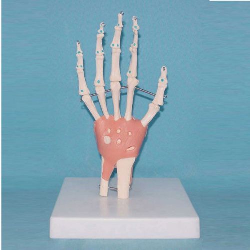 RS Palm Human Hand WRIST JOINT Model Anatomy Skeleton display medical teaching