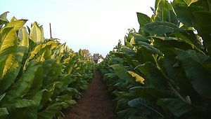 Fresh Nicotiana &#034;tabacum&#034;(Virginia Tobacco)(40+ Seeds)  WOW, L@@K!!!!!!