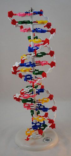 LARGE 25&#034; Pre-assembled DNA Molecular Model