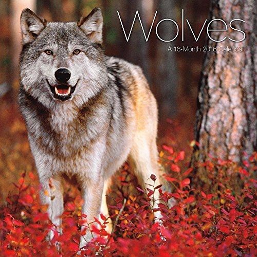 Calendar Company 2016 Monthly Mini Wall Calendar - Wolves