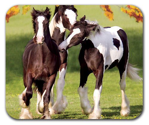 Gypsy Vanner Yearlings Horses Horse Colored Cob Mouse Pad Mousepad Mat