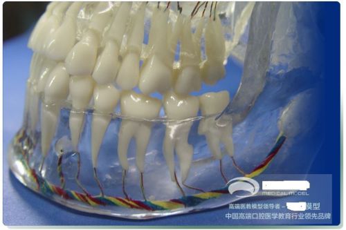 RS Human head skull mandible nerve X ray nerver dental Neurology teaching model