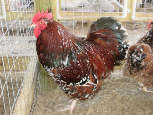 6+ Jubilee Orpington Large Fowl Fertile Hatching Eggs......NPIP