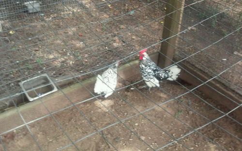 6 Sebright X Speckeld Hamburg bantam hatching eggs