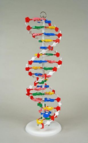 Pre-assembled 24&#034; 3d dna display model w/ stand for sale