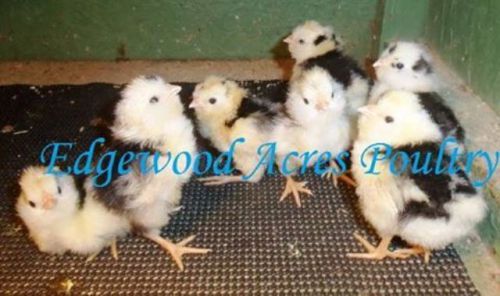6+  AI,NPIP,MS,&amp;MG Free Standard Mottled Houdan  Hatching Eggs