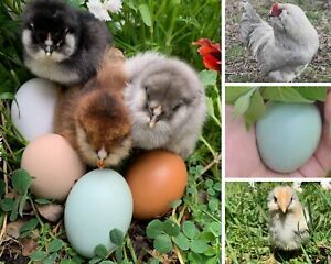 6+ Pure Lavender ameraucana fertile hatching egg (small chance of Easter Eggers)