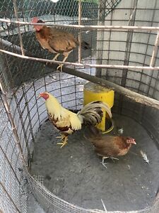 gamefowl hatching eggs