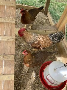 10+ German Bielefelder Hatching Eggs