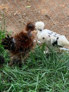 6 Fresh Fertile Hatching Eggs-Rare Breeds-Assorted Pure Bred-Not Barnyard Mixes