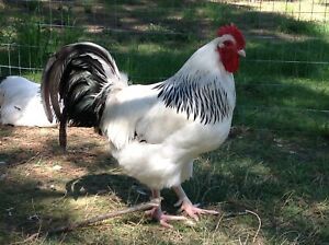 6+2 Light Sussex Chicken Hatching Eggs Large Fowl Show Line FedEx 2 day