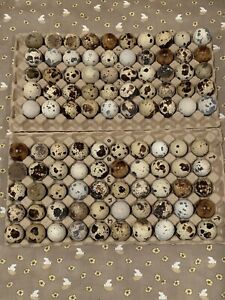 100+ Jumbo Brown coturnix hatching eggs