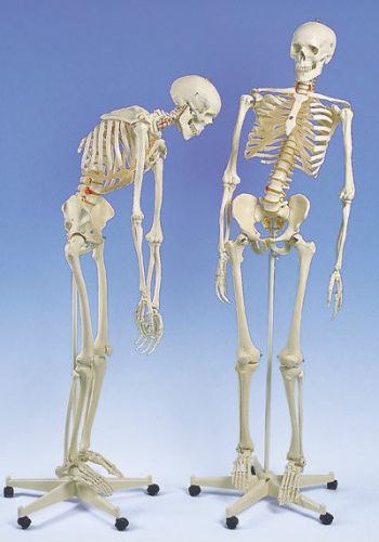 NEW 3B Scientific Anatomical Flexible Skeleton Fred