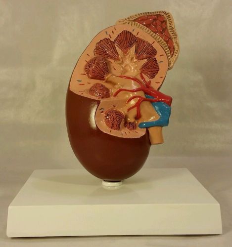 Vintage 1995 GPI anatomical kidney model