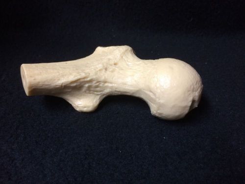 Femur Head Anatomical Teaching Model without base