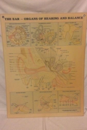 Vintage Anatomical Chart Co. The Ear-Organs of Hearing Laminated 1982 1986