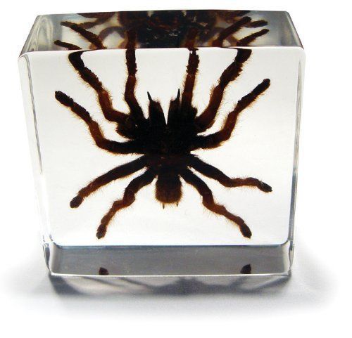 Desk Decoration,Tarantula,76x76x25 mm # DD-30S