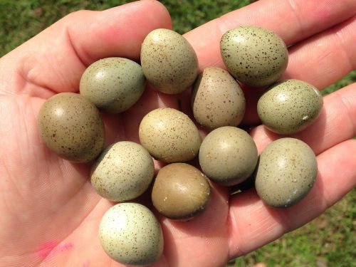 12+ Beautiful Assorted Button Quail Eggs Shipped In FOAM! For Hatching Poultry