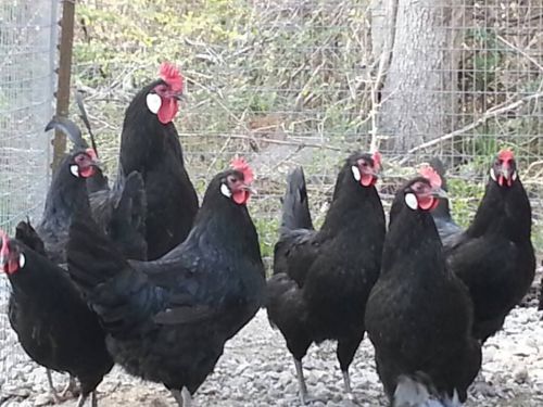 6+ Black Augsburger Fertile Hatching Eggs