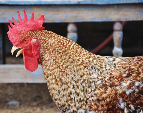 German Bielefelders Chicken Hatching Eggs from Greenfire Farms