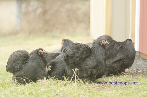 6+ Black Cochin Bantam Chicken Hatching Eggs