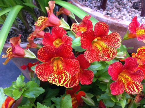 SALE,,,Fresh Mimulus Hybridus (Monkey Flower) (10+ Seeds) House or Bedding Plant