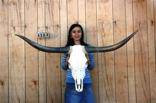 Steer skull long horns 4&#039; 7&#034; cow bull skulls horn h6388 for sale