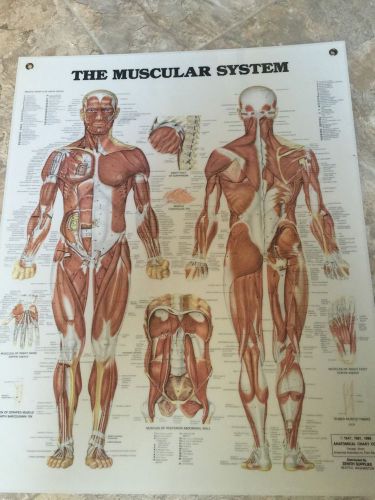 MEDICAL HEALTHCARE EDUCATION MUSCULAR SYSTEM ANATOMICAL LAMINATED CHART- 20&#034;x25&#034;