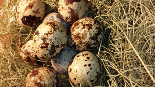 QUAIL Fertile Hatching Quail Eggs! Texas A&amp;M and Coturnix! Buy 1 Or More!