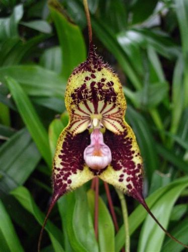 Fresh premium dracula &#034;robledorum&#034; (monkey faced orchid)-(10+ seeds) wow, l@@k!! for sale