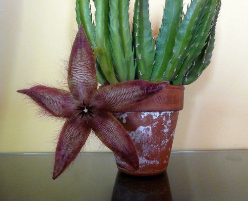 Fresh Premium Stapelia &#034;gettleffii&#034; (10 Seeds) Succulents, Cactus, L@@K!