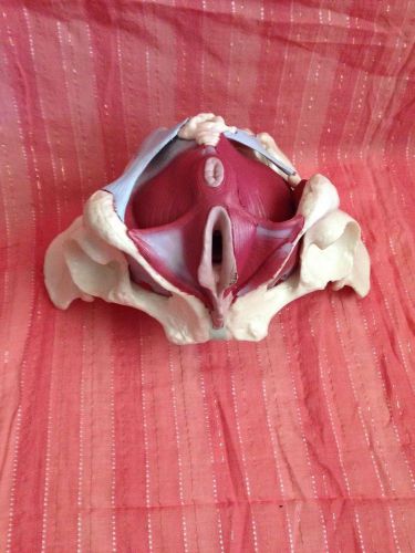 Female pelvis anatomical model