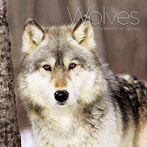 Calendar Company 2016 Monthly Wall Calendar - Wolves
