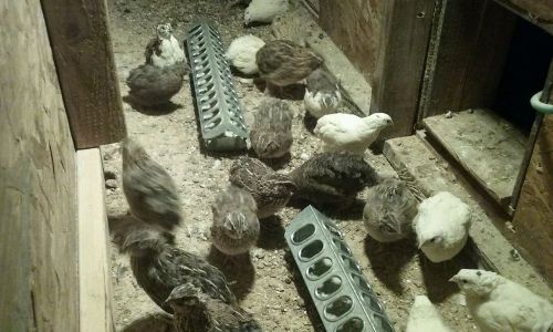 100 mixed coturnix hatching eggs