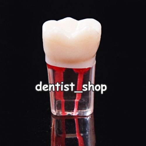 Dental Endo Root Canal Tooth for Practice Left Lower First Molar Tooth 3.6