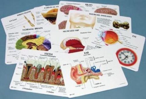 NEW Anatomy Educational Key Card Set of 73