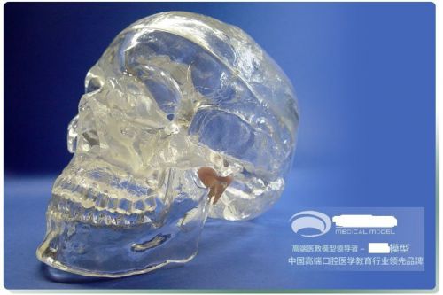 HS Human head skull anatomical clear crystal medical dental teaching model study
