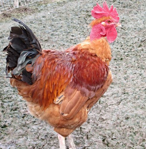 12+ Turken  (Naked Neck) Large Fowl Fertile Hatching Eggs....NPIP