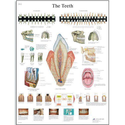 3B Scientific VR1263UU Glossy Paper The Teeth Anatomical Chart, Poster Size 20&#034;