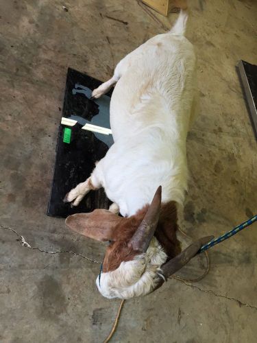 Low cost digital animal scale 4h ffa goat sheep hog pig livestock scale for sale