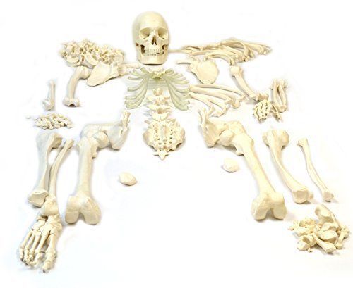 Disarticulated Human Skeleton, Full, Medical Quality, Life Sized 62&#034; Model - 23