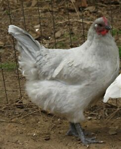 6 LAVENDER ORPINGTON chicken Hatching Eggs, Fresh Eggs, FireSide Breeding