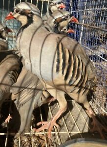 50 Chukar Partridge Hatching Eggs