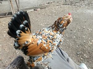 13 Milli Flure &#034;FERTILE&#034; Hatching Eggs  (Free Shipping)