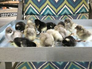 12+3 Sex Link Blue Black Chicken Hatching Eggs Sapphire Gem Blue Rock FedEx 2day